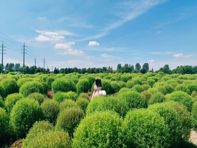 在上海的夏日走进童话世界——花开海上生态园