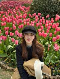 寧波日湖公園的鬱金香