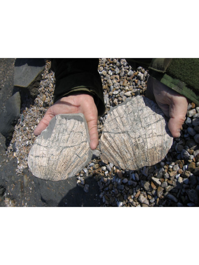 UK Top Fossil Hunting Destinations & My Essential Tips🦖💓