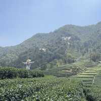 Hangzhou Tea Plantation