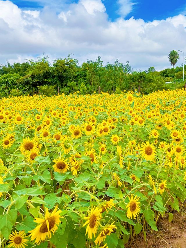 河源嘅向日葵花海入咗梵高嘅畫入面...向日葵花海太靚啦。