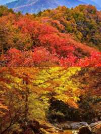 黃柏塬賞秋10月將進入最佳觀賞期。