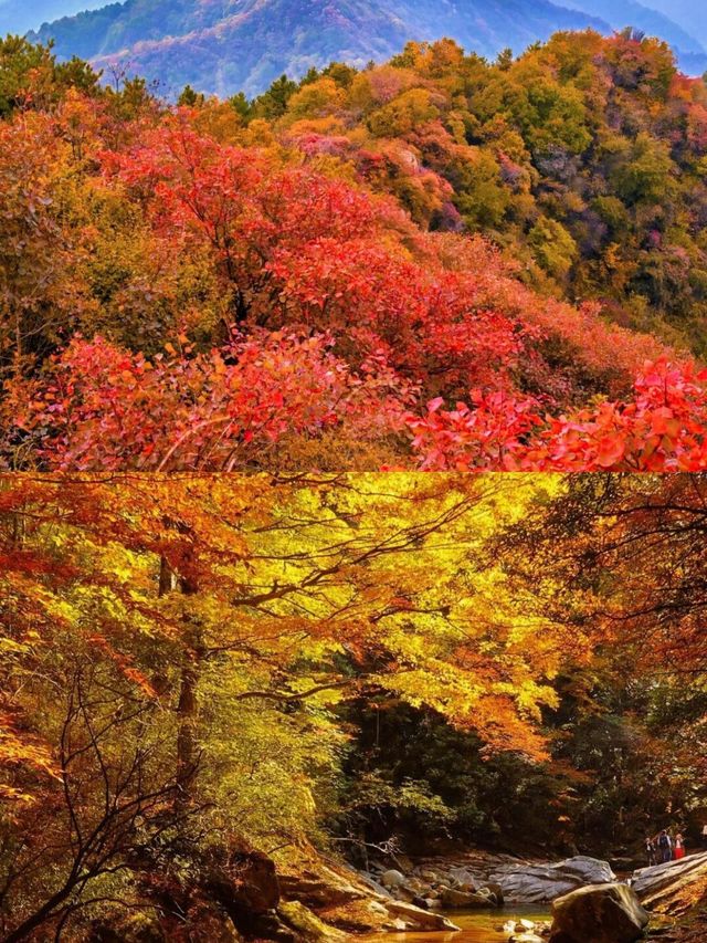 黃柏塬賞秋10月將進入最佳觀賞期。