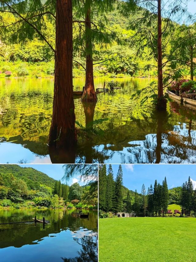 仙湖植物園｜深圳的綠寶石，拍照打卡新聖地。