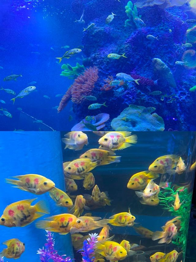 沙湖，一半沙漠，一半湖水。