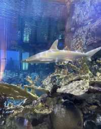 美國芝加哥｜謝德水族館。