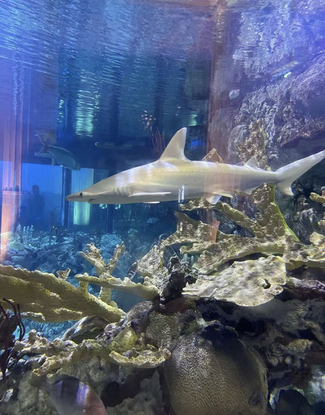 美國芝加哥｜謝德水族館。