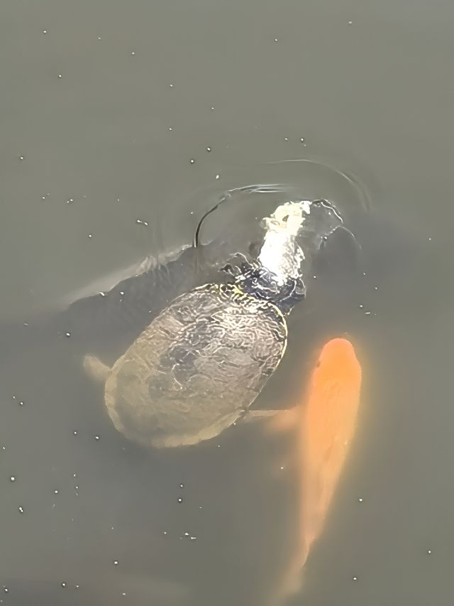 豐順公園風景區。