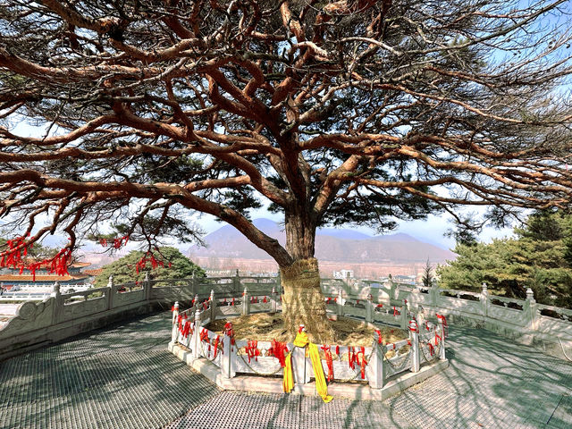 延吉·東來寺 | 一場心靈的禪意之旅。