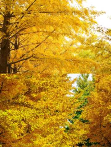 圓明園公園的絕美秋景即將消逝,趕快去欣賞吧。