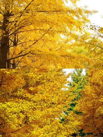 圓明園公園的絕美秋景即將消逝,趕快去欣賞吧。 圓明園公園的絕美秋景即將消逝,趕快去欣賞吧。