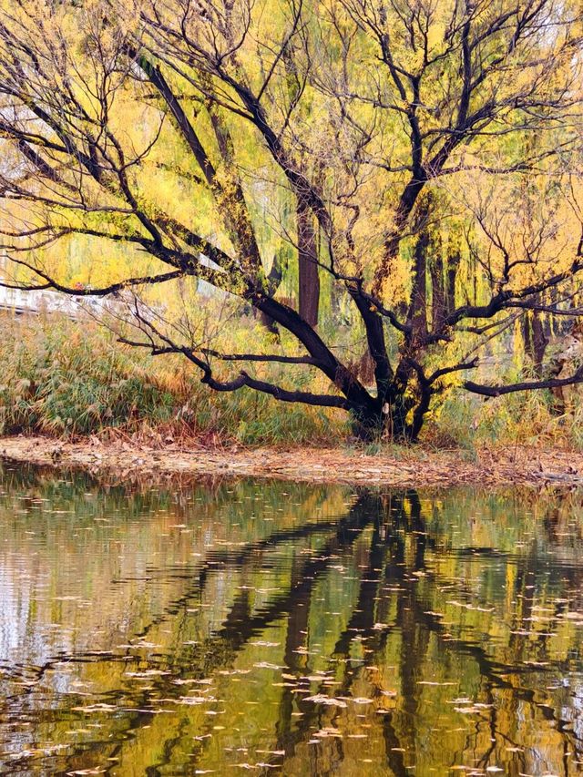 北京紫竹院公園：神樹之美，周末不容錯過。