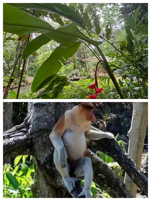 探秘山打根——馬來西亞的綠色心臟。