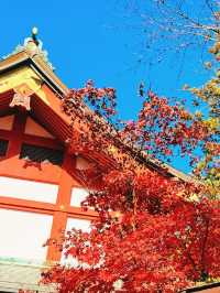 東京賞紅葉｜可能99%的人都不知道在這裡。