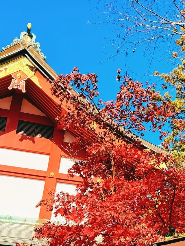 東京賞紅葉｜可能99%的人都不知道在這裡。
