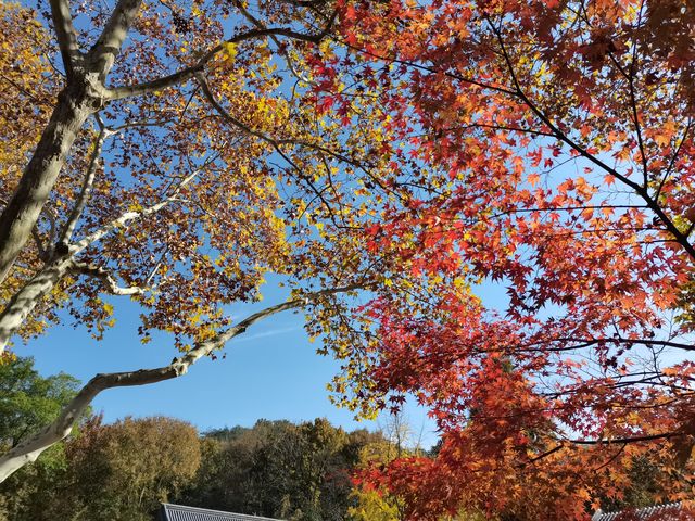 南京賞秋2日遊 - 2024-11-26/27。