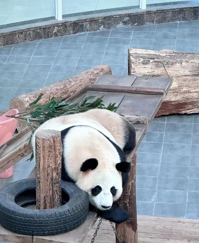 旅行日記之吉林東北虎園。