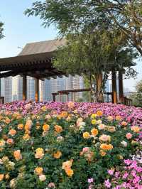 深圳桂灣公園｜人少巨舒服，宮崎駿漫畫公園花又開了！