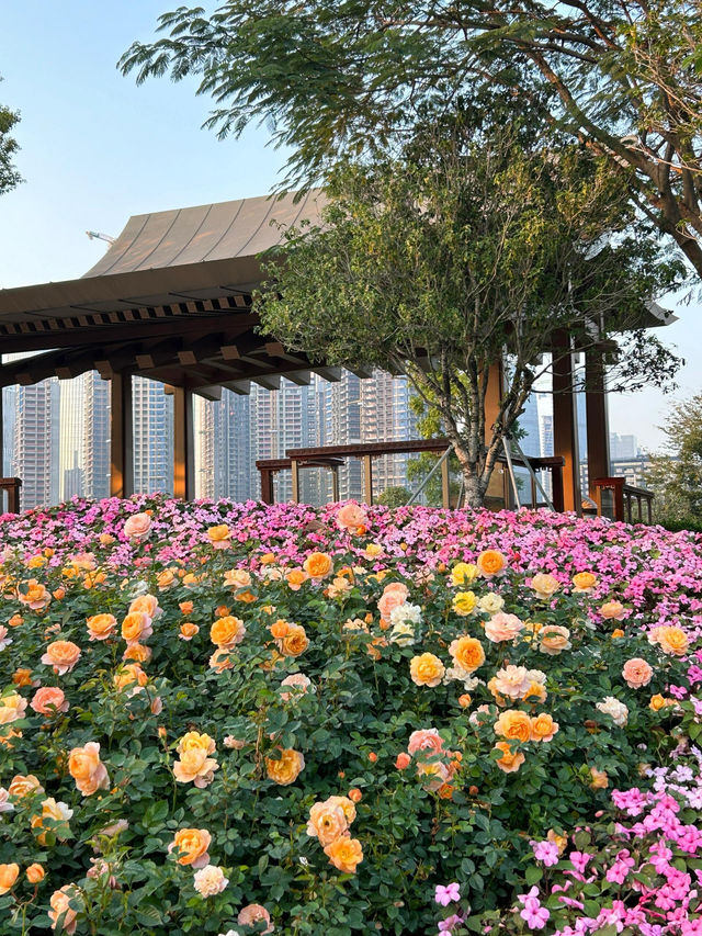 深圳桂灣公園｜人少巨舒服，宮崎駿漫畫公園花又開了！