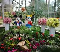 初春暢遊鮮花港。