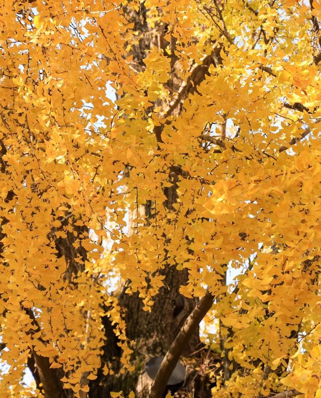 古樹公園的銀杏已到最後觀賞期！