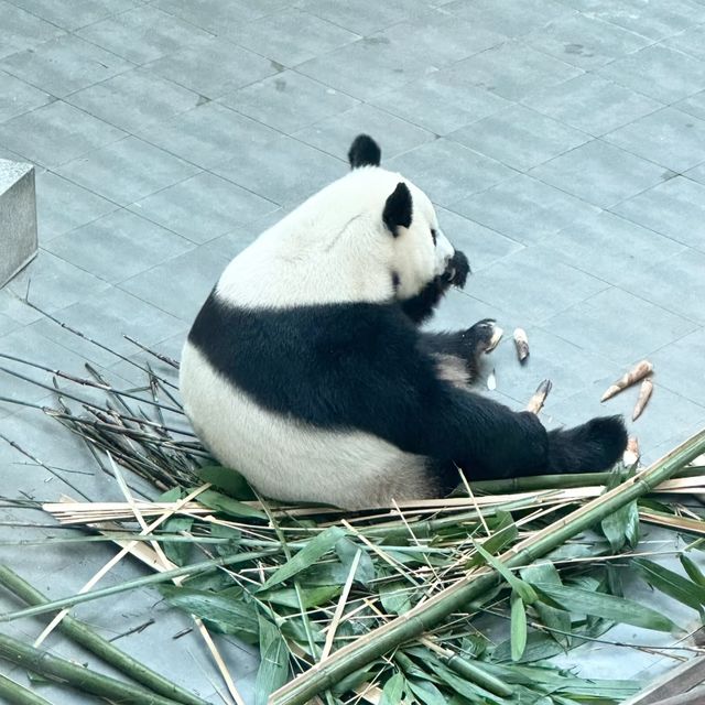 冬季的東北虎園