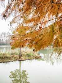 青西郊野公園