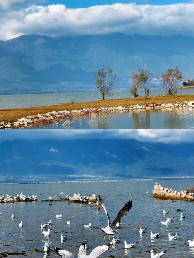 來大理海東只做件事