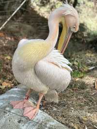 The London Zoo is surely a must visit