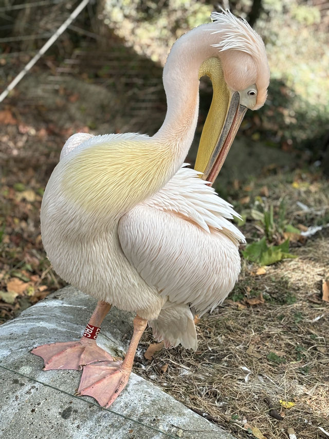 The London Zoo is surely a must visit