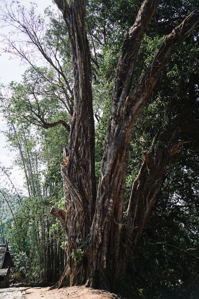 燒毀重建的翁丁村還值得去嗎