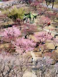 武漢2-5月賞花攻略！是春和景明