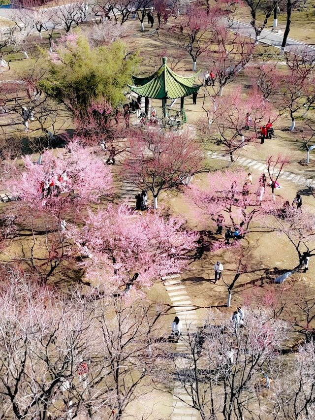 武漢2-5月賞花攻略！是春和景明