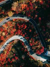 寧波「蛇形路」