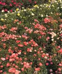 深圳賞花好去處！油菜花、月季花開得太好啦！