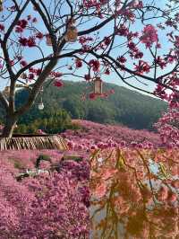 江門新會綠美生態園紫風鈴賞花攻略