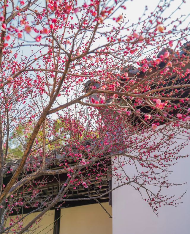 解鎖一個冷門園林免費賞梅的快樂