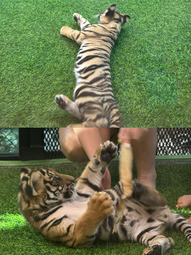 跟奶爸環球旅行 | Tiger Kingdom 