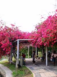 廈門南湖公園四季五彩繽紛，休閒好地方！