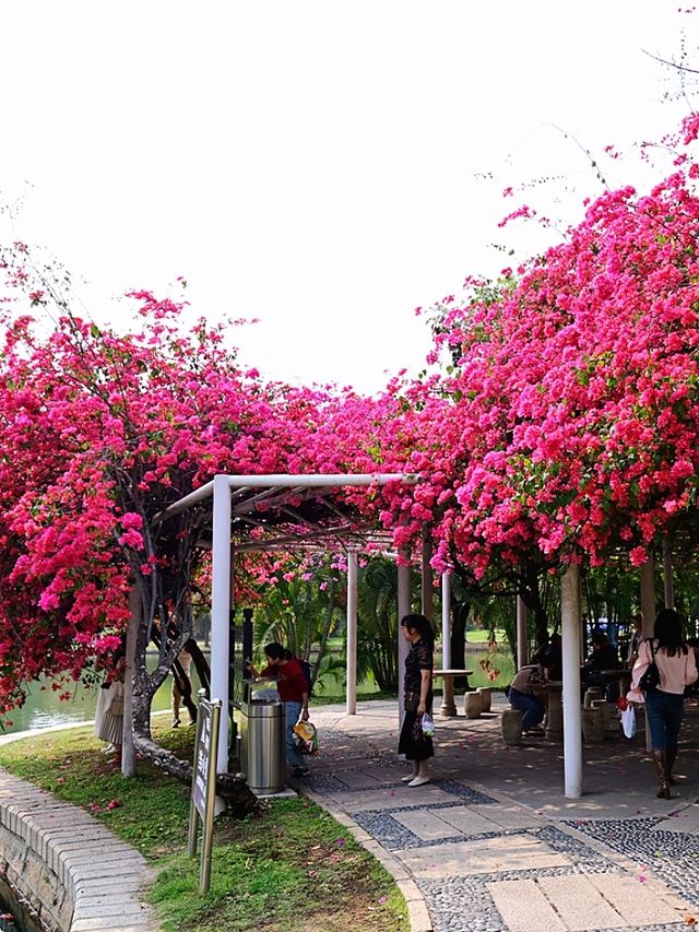 廈門南湖公園四季五彩繽紛，休閒好地方！