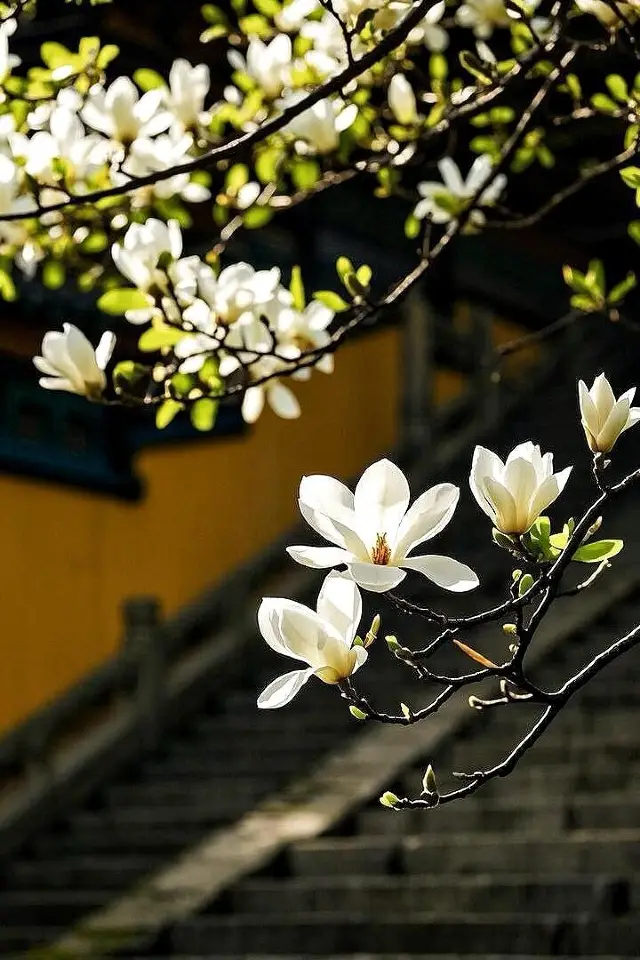Fazhi Temple's 500-Year-Old Magnolia is About to Bloom