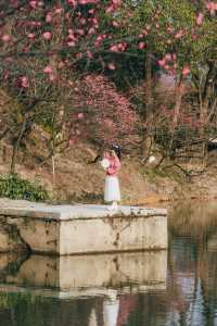黃山唔止宏村，呢度嘅春天已經靜靜咁綻放