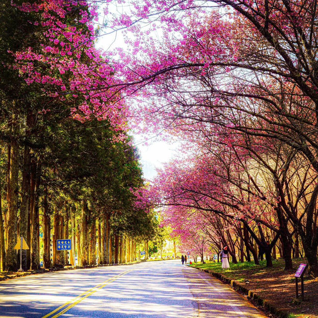 🌸寶子速進！武陵農場櫻花開啦