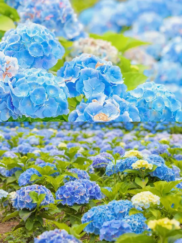 봄 수국 지도: 제주도편