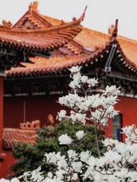 蘇州小眾賞玉蘭花聖地，美到失語