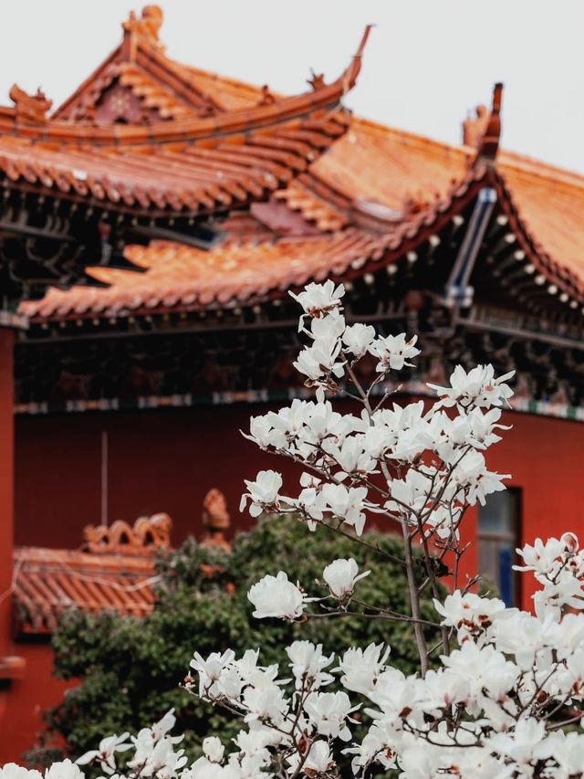 蘇州小眾賞玉蘭花聖地，美到失語