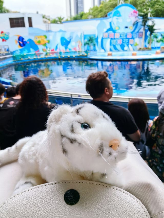 必睇！動物園節假日暢玩全攻略，演出時間表都在這