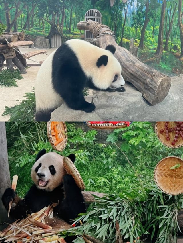 與國寶熊貓零距離，盡在重慶動物園