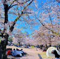 🌸2025日本關西賞櫻攻略 | 必去景點大揭秘！