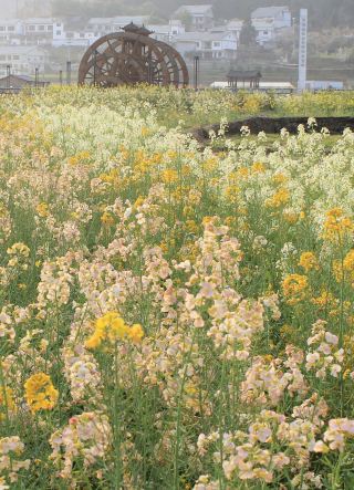 Taizhou, Zhejiang Rapeseed Flower Viewing Guide
